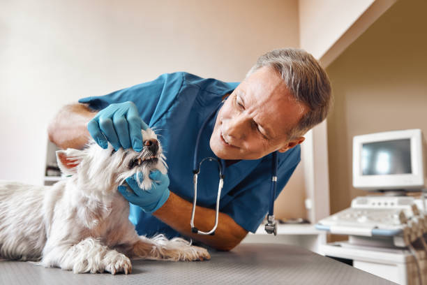Best Pediatric Emergency Dentist in Lochbuie, CO